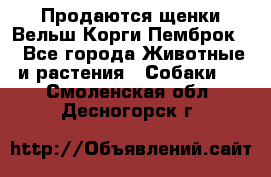 Продаются щенки Вельш Корги Пемброк  - Все города Животные и растения » Собаки   . Смоленская обл.,Десногорск г.